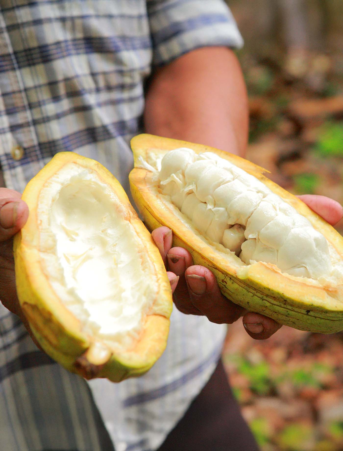cocoa-pod-cut