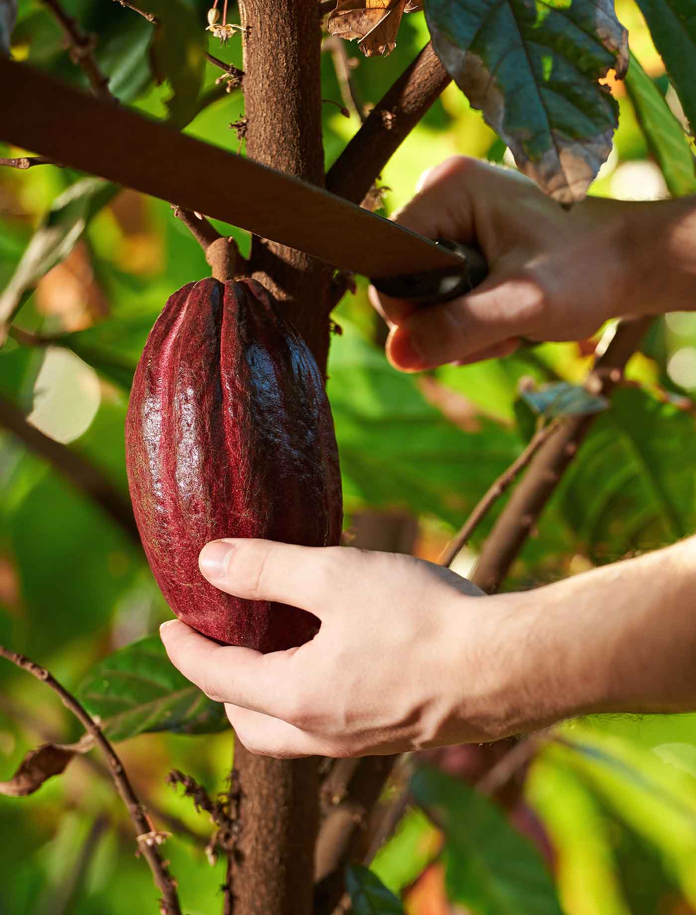 Cutting Cocoa Pod